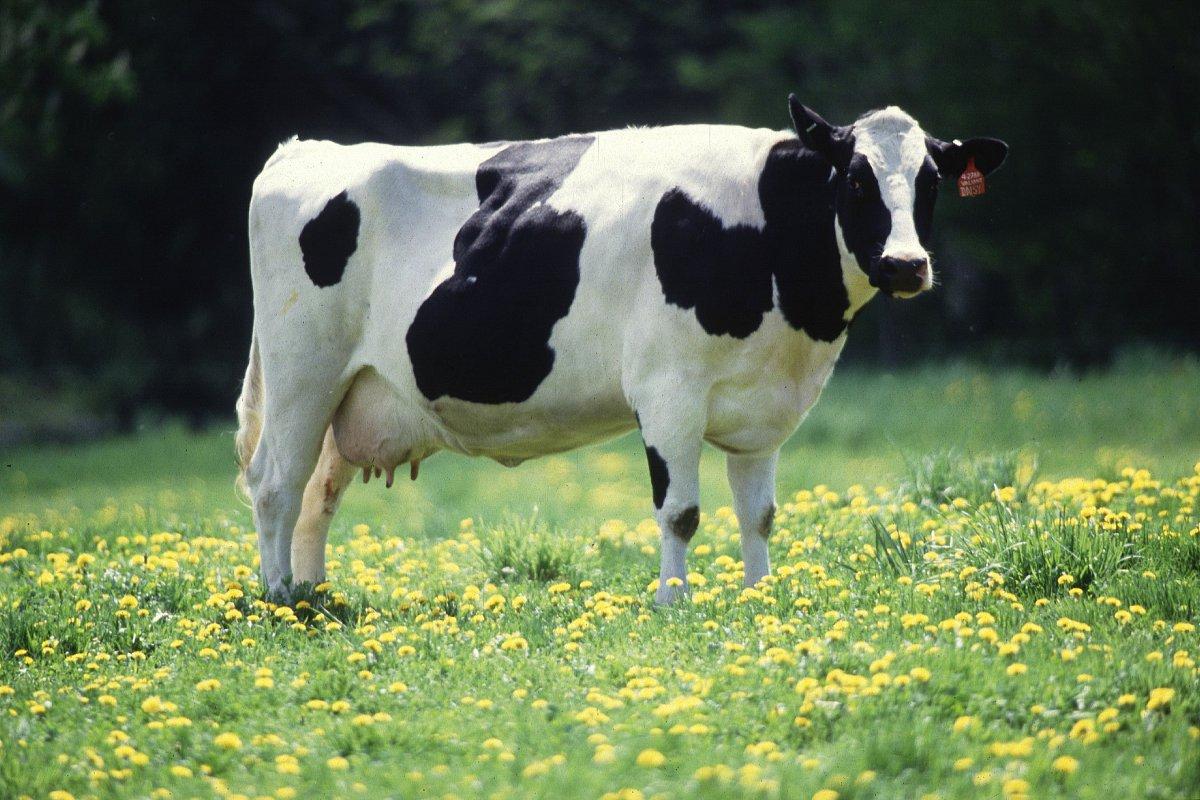 تفسير رؤية البقر في المنام بالتفصيل