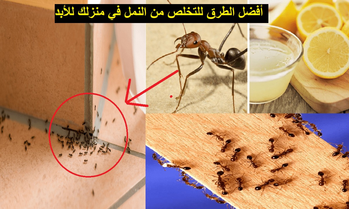 وصفة سحرية للتخلص من النمل نهائيا وبدون عودة بمواد طبيعية امنة وغير مكلفة